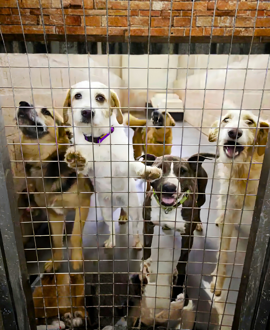 Dog Hostel